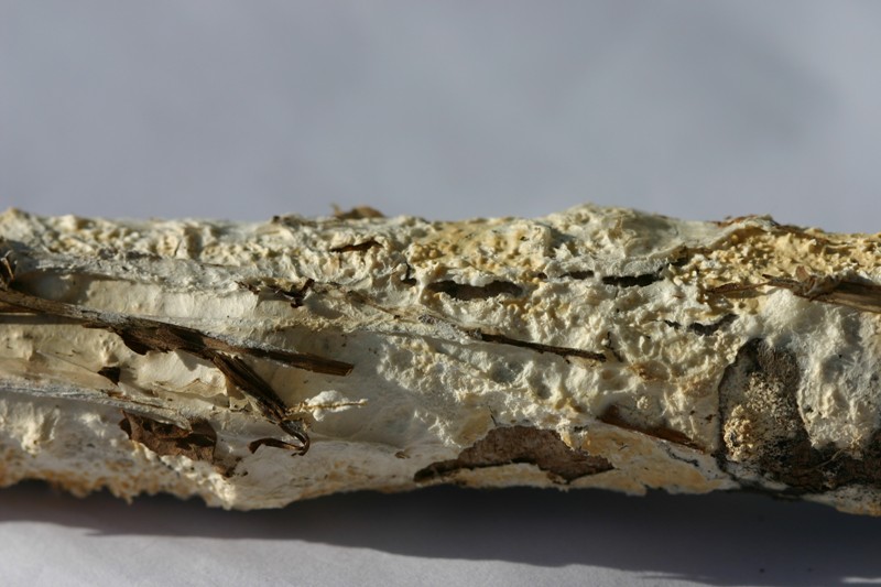 lignicolo da determinare (Hyphoderma radula)